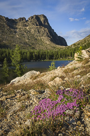 Moss campion in the Pasayten Wilderness