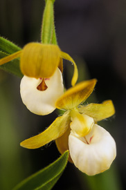 California Lady's Slipper blossoms