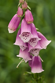 Foxglove blossoms
