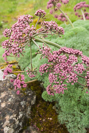 Columbia Desert Parsley