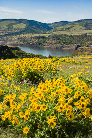 Arrow-leaf Balsamroot on the Tom McCall Nature Preserve
