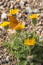 Dwarf Hulsea with a Callippe Fritillary butterfly