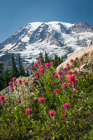 Mt. Rainier viewed from Paradise with Lupines & Paintbrush