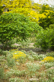 Yellow Desert Daisies, Townsendia, and Diffuse Daisies in a xeric native plant garden