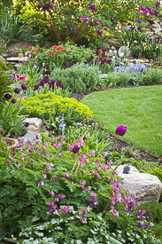Bleeding Heart, Tulips, and Donkey Tail Euphorbia in a spring border