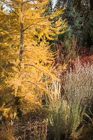 Western Larch, Russian Sage, & Red-twig Dogwood in a tree & shrub border