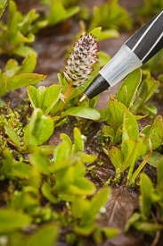 Cascade Willow female ament & foliage with pen tip for size comparison