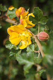 California Flannelbush blossom & foliage