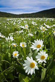 White Mule's Ears on Summit Prairie