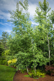 Aspen grove with Sword Fern