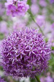 'Globemaster' ornamental onion detail