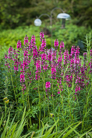 Henderson's Checker Mallow
