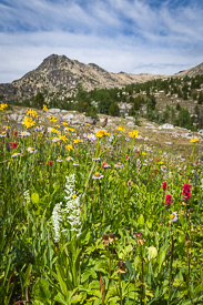 White Bog Orchids, Hairy Arnica, Giant Red Paintbrush, & Glacier Fleabane in a subalpine meadow below Amphitheater Mountain