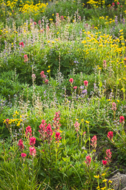 Magenta Paintbrush & Mountain Arnica in a subalpine meadow
