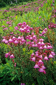 Pink Mountain-heather