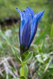 Gentian blossom