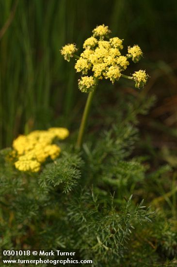 Lomatium utriculatum