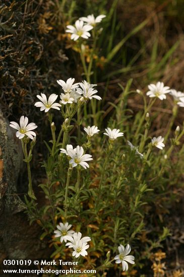 Cerastium arvense