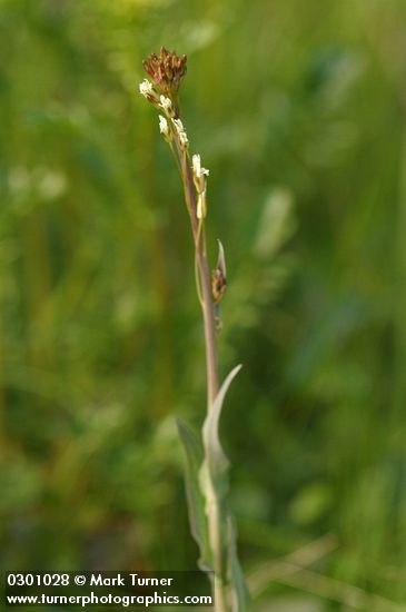 Capsella bursa-pastoris