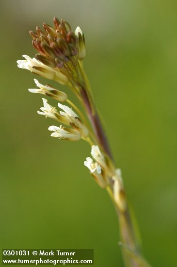 Capsella bursa-pastoris