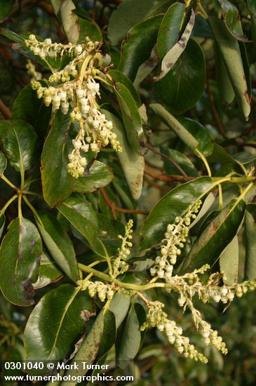 Arbutus menziesii