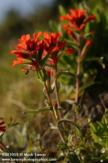 Castilleja hispida