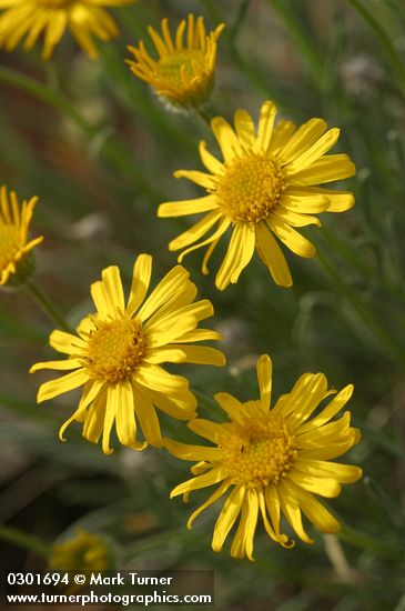 Erigeron linearis