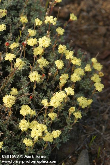 Eriogonum thymoides