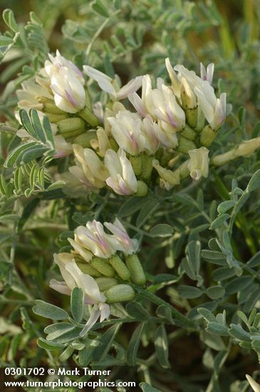 Astragalus speirocarpus