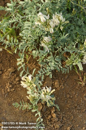 Astragalus speirocarpus