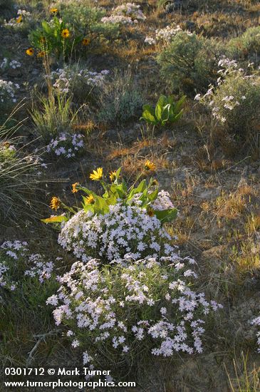 Phlox speciosa; Balsamorhiza sagittata