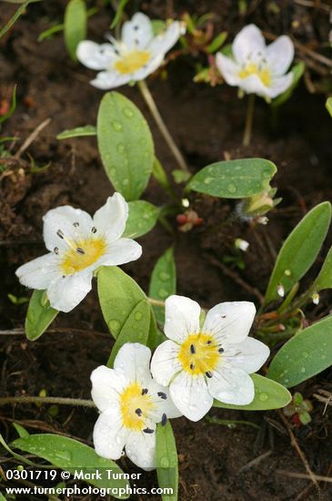 Hesperochiron pumilus