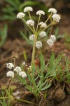 Salt & Pepper (Piper's Desert Parsley)