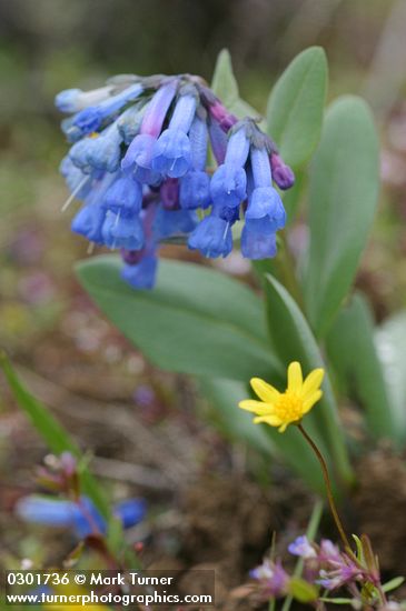 Mertensia longiflora; Crocidium multicaule