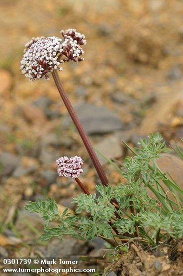 Lomatium canbyi