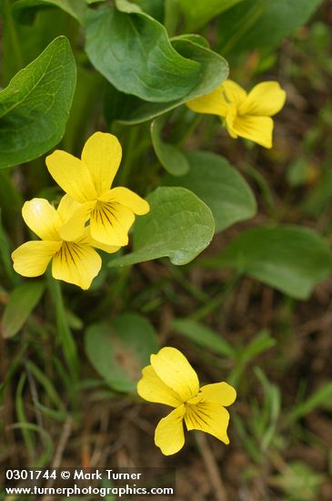 Viola nuttallii