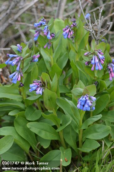 Mertensia oblongifolia