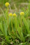 Western Swamp Saxifrage