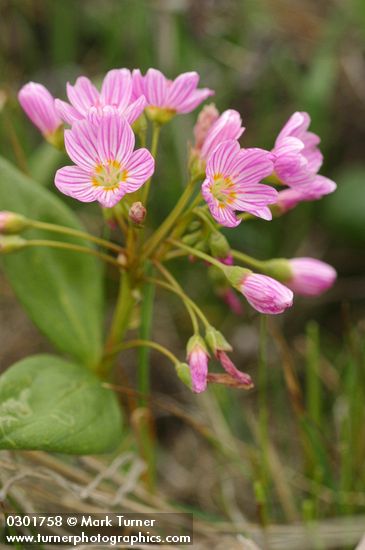 Claytonia lanceolata