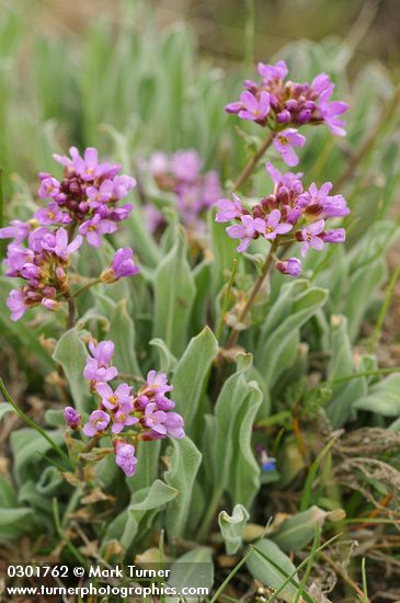 Phoenicaulis cheiranthoides