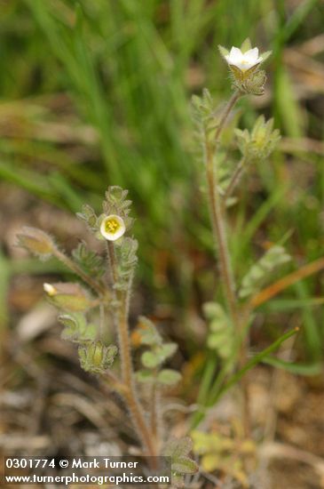 Polemonium micranthum