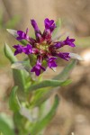 Sicklepod rockcress blossoms detail