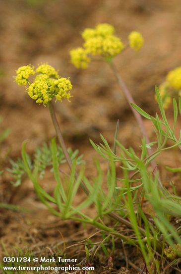 Lomatium farinosum var. hambleniae