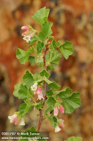 Ribes cereum