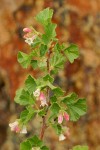 Wax currant blossoms & foliage detail