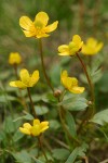 Sagebrush Buttercup blossoms detail