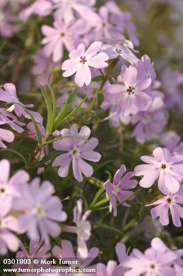Phlox speciosa
