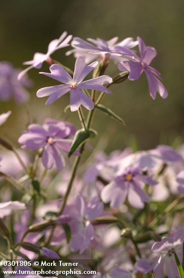 Phlox speciosa