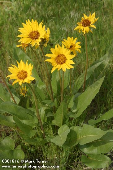 Balsamorhiza sagittata
