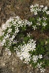 Cushion Phlox white form